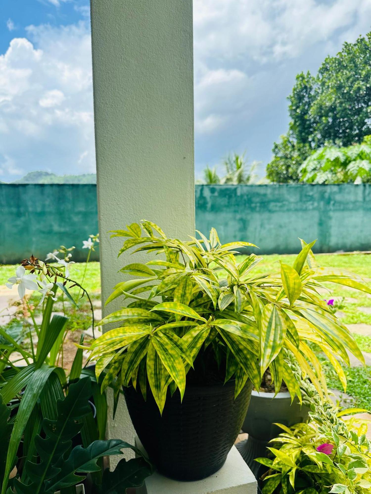 D Studio Villa Matugama Buitenkant foto